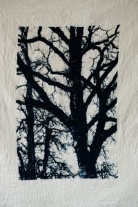 Cyanotype réalisé par l'artiste